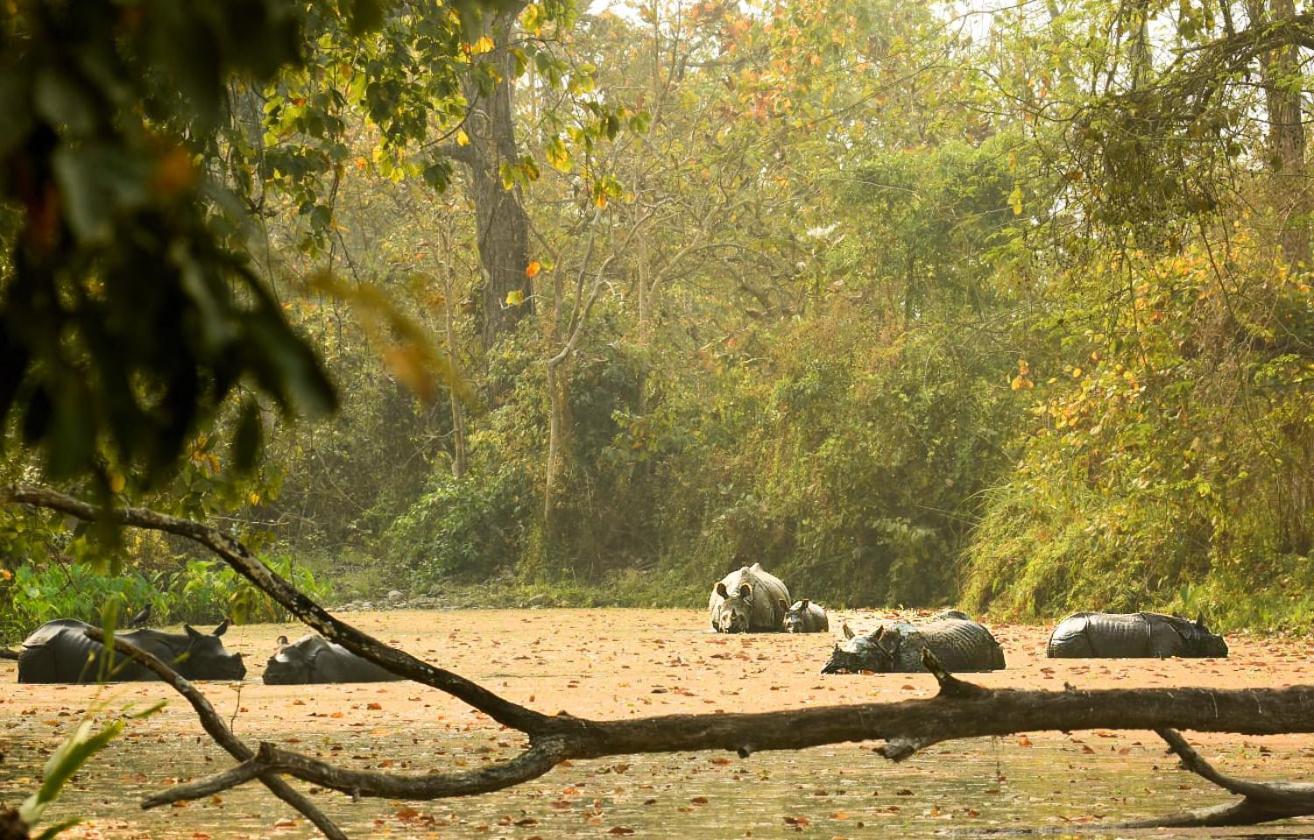 Hotel Flycatcher Chitwan- A Jungle Safari Home Sauraha Dış mekan fotoğraf